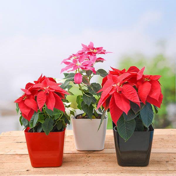 Winter Flower Plants Packs - Image 2