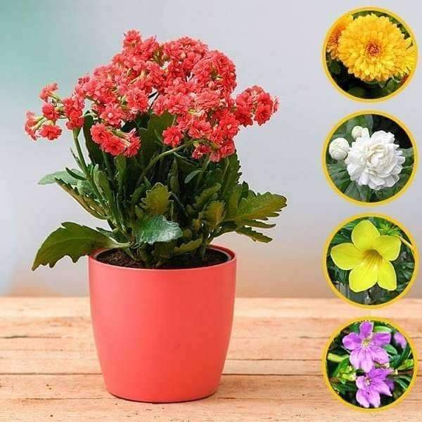 Winter Flower Plants Packs - Image 3