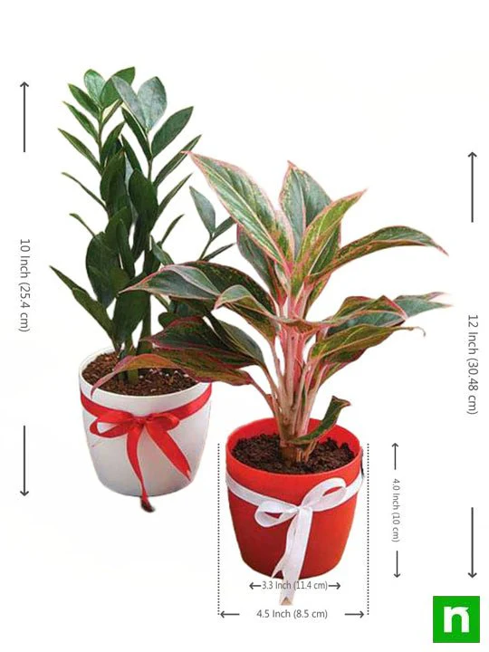 Wish Happiness for your Loved Ones with Evergreen Indoor Plant Pack - Image 2
