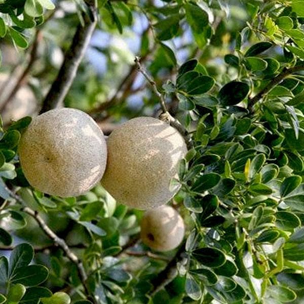 Wood Apple, Tree of Vishakha Nakshatra, Libra or Tula Rashi - Plant