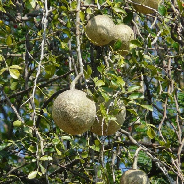 Wood apple, Kavath - Plant