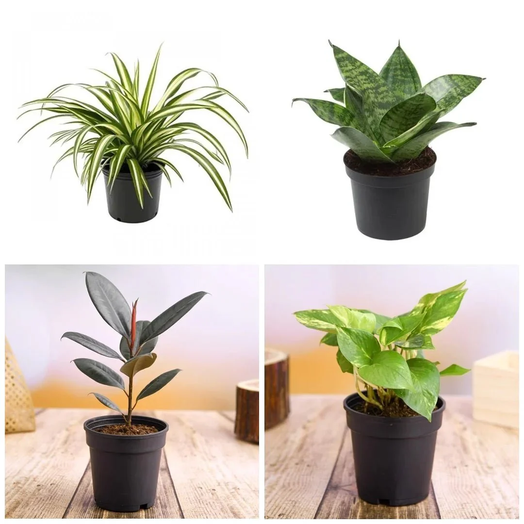World Environment Day Special (4 Plants Pack) - Image 2