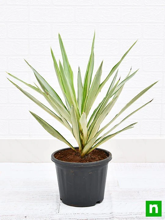 Yucca - Plant - Image 2