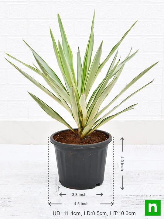 Yucca - Plant - Image 3