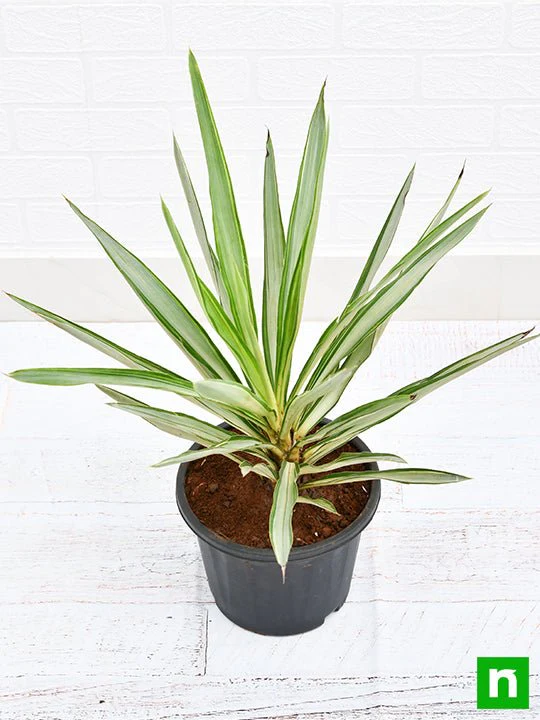 Yucca - Plant - Image 4
