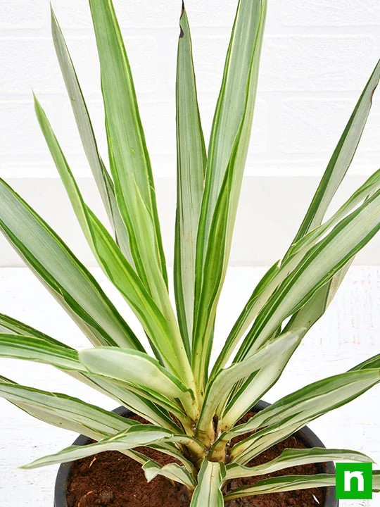 Yucca - Plant - Image 5