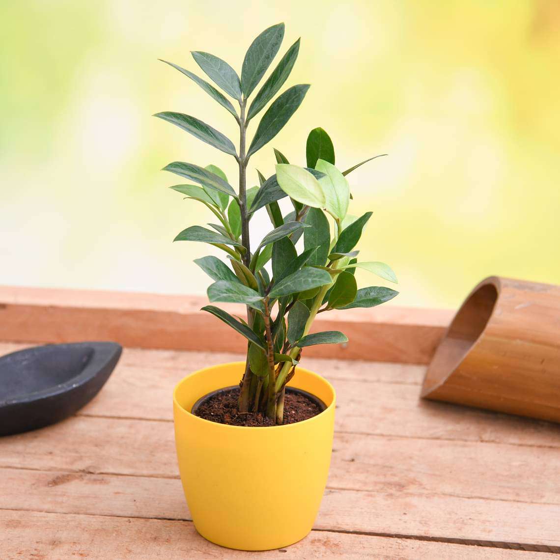 Zamioculcas zamiifolia, ZZ Plant - Plant - Image 2