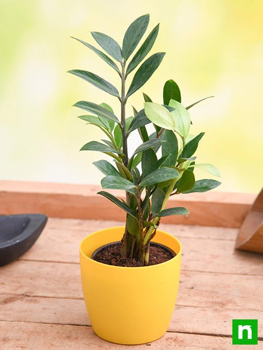 Zamioculcas zamiifolia, ZZ Plant - Plant - Image 3