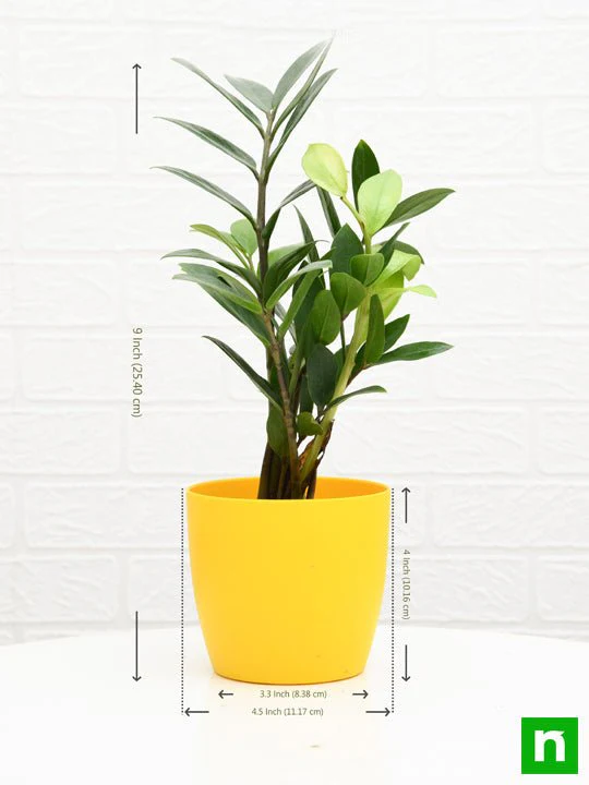 Zamioculcas zamiifolia, ZZ Plant - Plant - Image 4