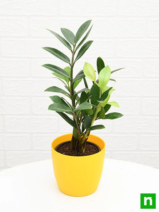Zamioculcas zamiifolia, ZZ Plant - Plant - Image 5