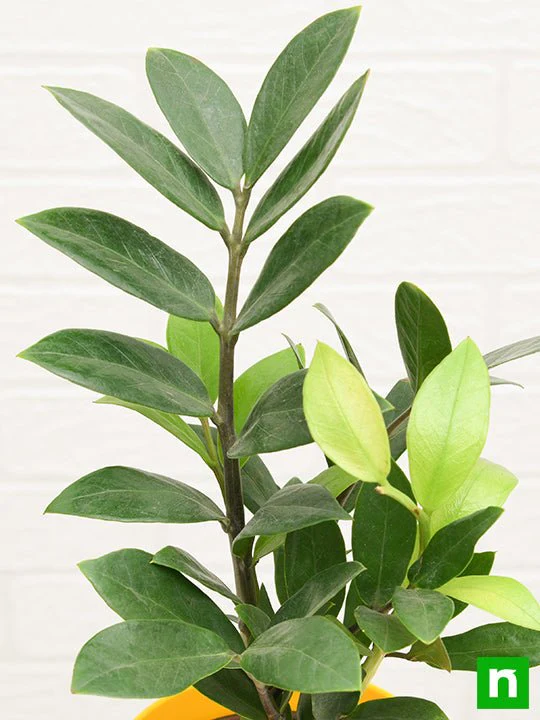 Zamioculcas zamiifolia, ZZ Plant - Plant - Image 6