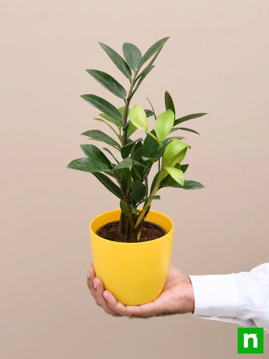 Zamioculcas zamiifolia, ZZ Plant - Plant - Image 7