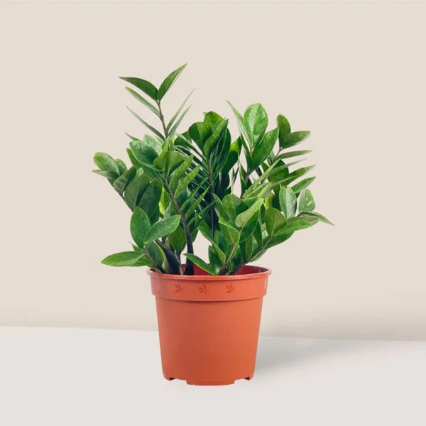 Zamioculcas zamiifolia, ZZ Plant - Plant - Image 8