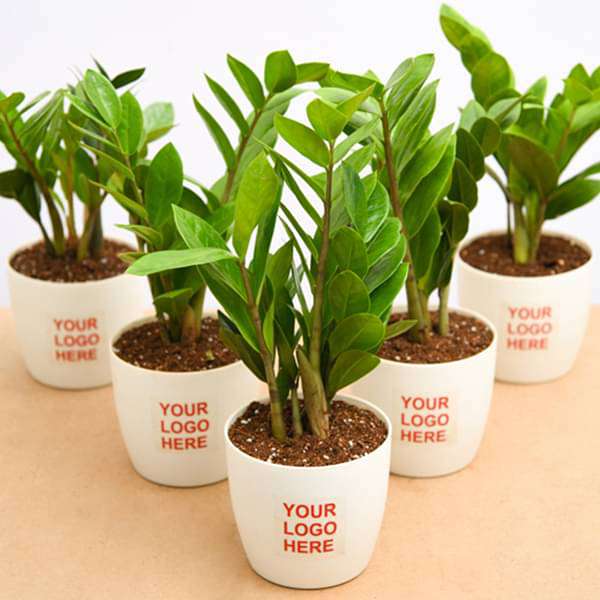 Zamioculcas zamiifolia, ZZ Plant - Corporate Gift (set of 30)