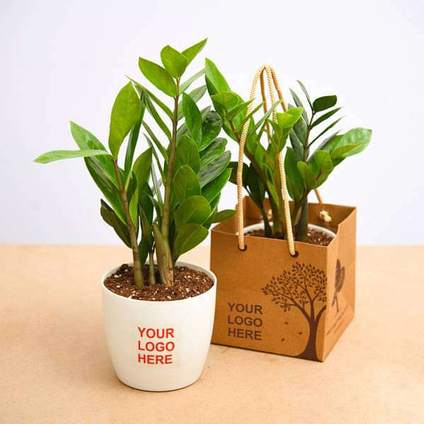 Zamioculcas zamiifolia, ZZ Plant - Corporate Gift (set of 30) - Image 2