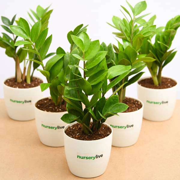 Zamioculcas zamiifolia, ZZ Plant - Corporate Gift (set of 30) - Image 3