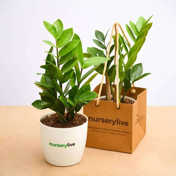 Zamioculcas zamiifolia, ZZ Plant - Corporate Gift (set of 30) - Image 4