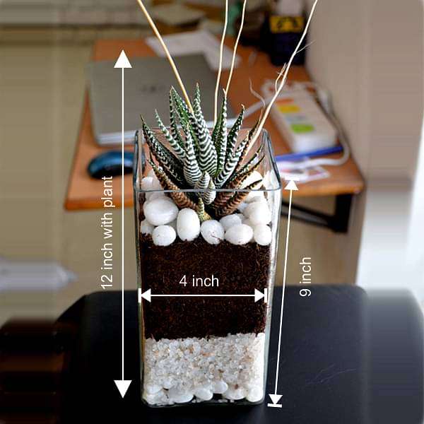 Zebra cactus in cylindrical square glass pot (9in Ht) - Image 2