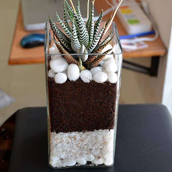 Zebra cactus in cylindrical square glass pot (9in Ht) - Image 3