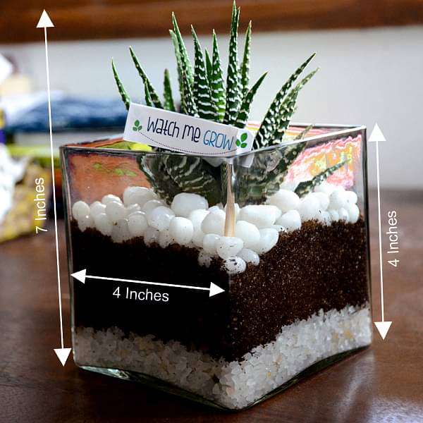Zebra cactus in square glass pot (4in Ht) - Image 2