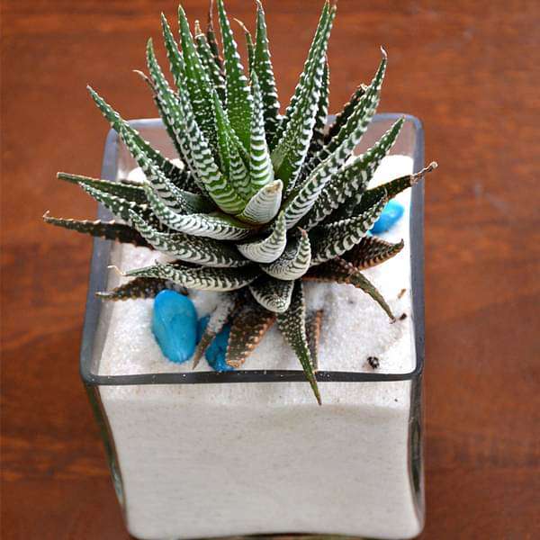 Zebra cactus in white sand square glass pot (4in Ht) - Image 2