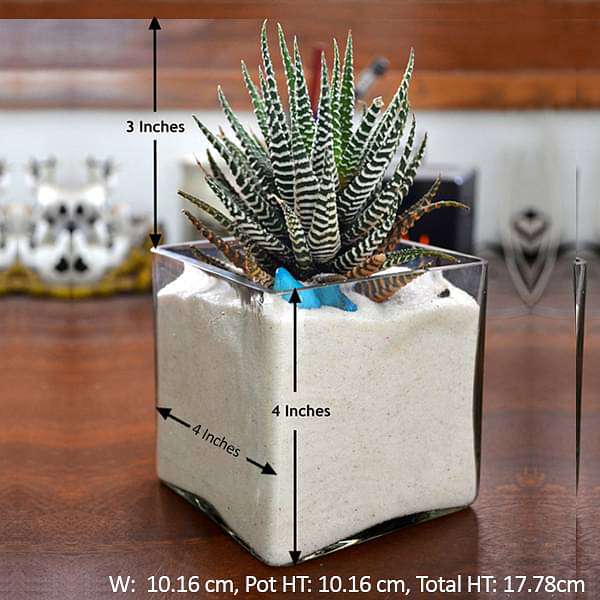 Zebra cactus in white sand square glass pot (4in Ht) - Image 3