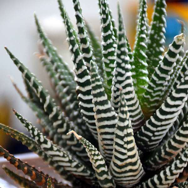 Zebra cactus in white sand square glass pot (4in Ht) - Image 4