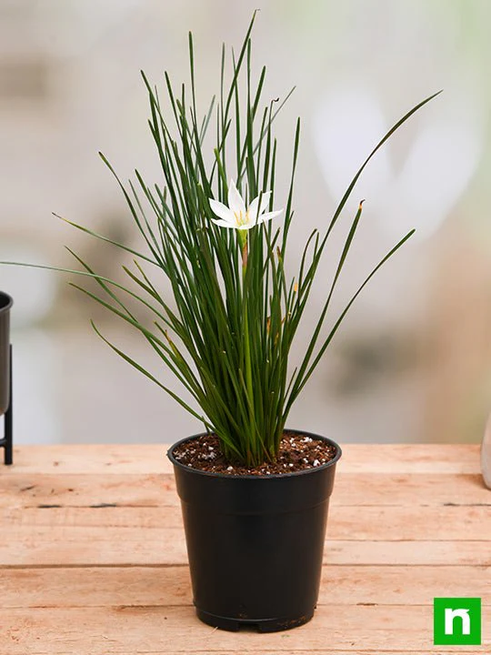 Zephyranthes Candida (White) - Plant - Image 2