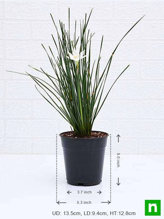 Zephyranthes Candida (White) - Plant - Image 3