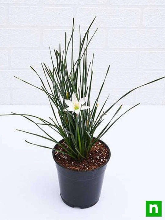 Zephyranthes Candida (White) - Plant - Image 4