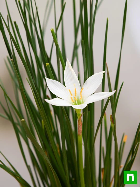 Zephyranthes Candida (White) - Plant - Image 5