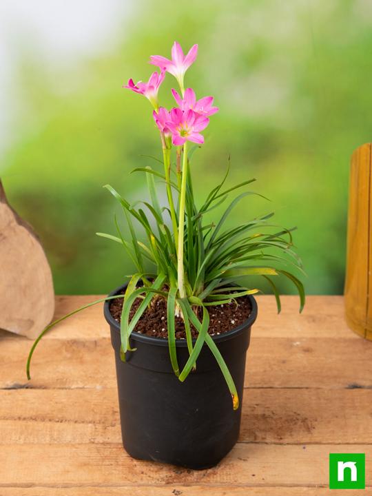 Zephyranthes Grandiflora, Pink Rain Lily - Plant - Image 2