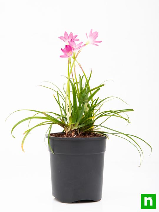 Zephyranthes Grandiflora, Pink Rain Lily - Plant - Image 3