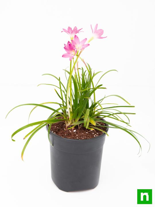 Zephyranthes Grandiflora, Pink Rain Lily - Plant - Image 4