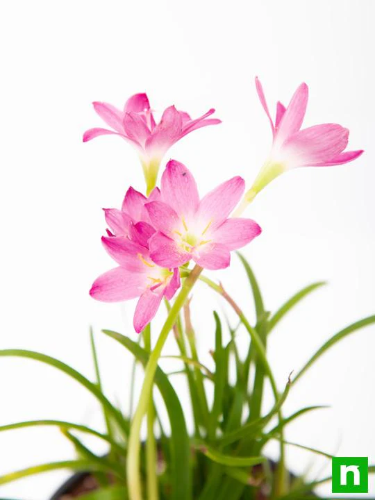 Zephyranthes Grandiflora, Pink Rain Lily - Plant - Image 5