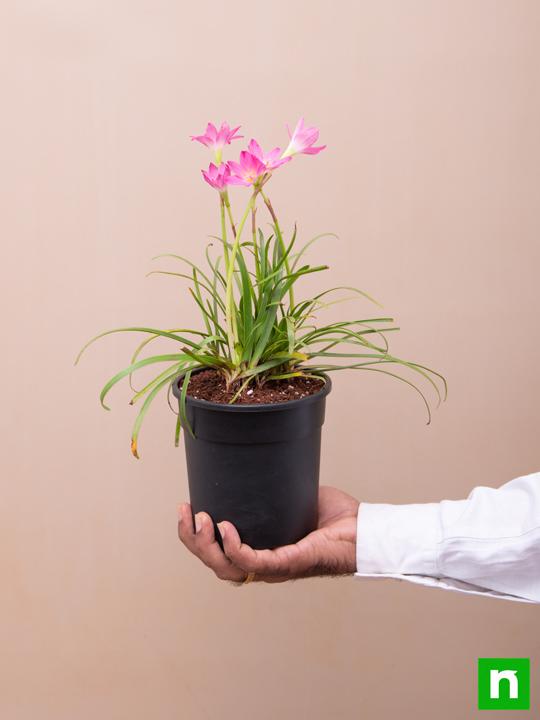 Zephyranthes Grandiflora, Pink Rain Lily - Plant - Image 6