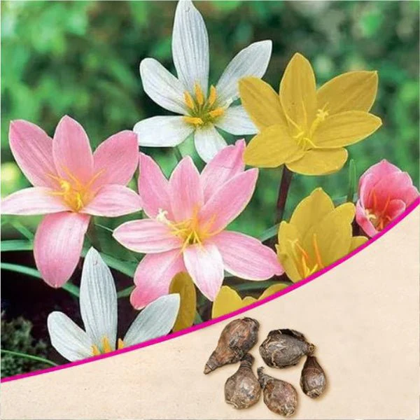 Zephyranthes Lily, Rain Lily (Random color) - Bulbs (set of 10)