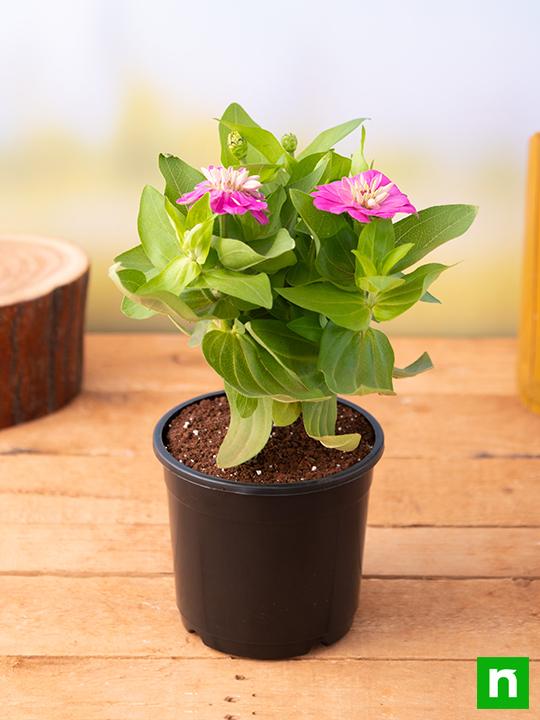 Zinnia (Any Color) - Plant - Image 2