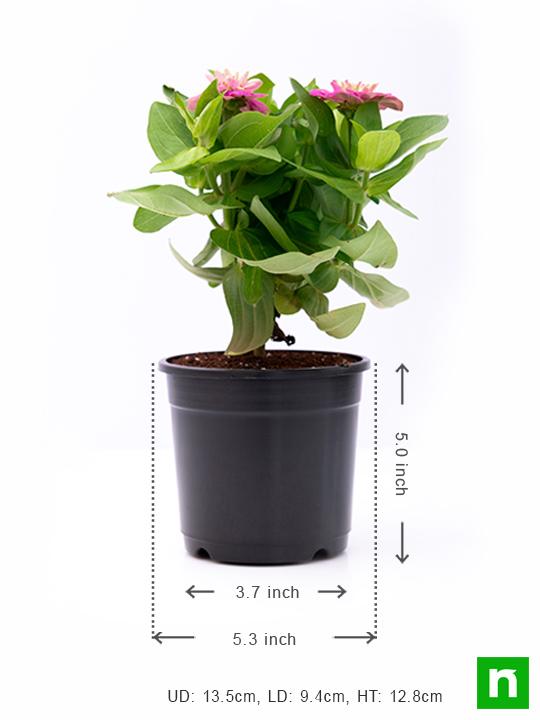 Zinnia (Any Color) - Plant - Image 3