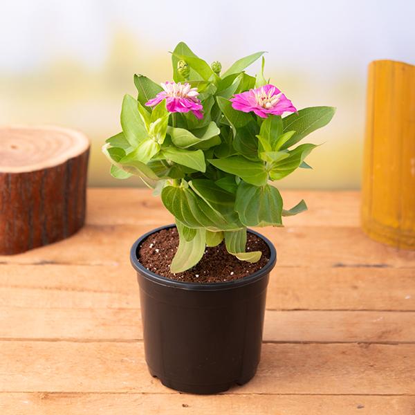 Zinnia (Pink) - Plant