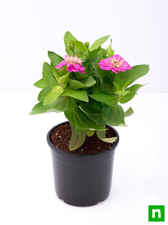 Zinnia (Pink) - Plant - Image 4