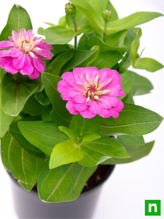 Zinnia (Pink) - Plant - Image 5