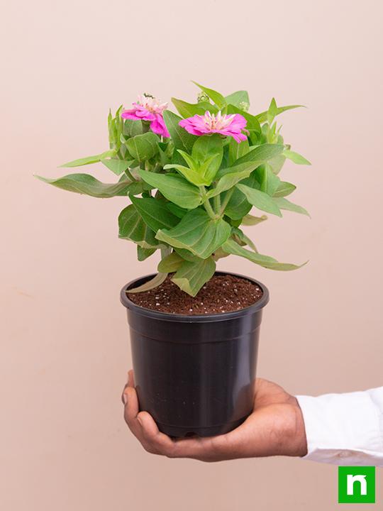 Zinnia (Pink) - Plant - Image 6