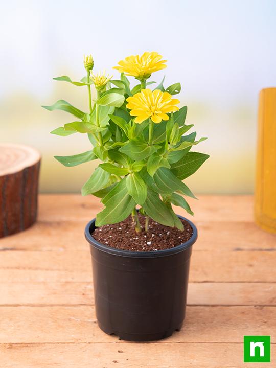 Zinnia (Yellow) - Plant - Image 2
