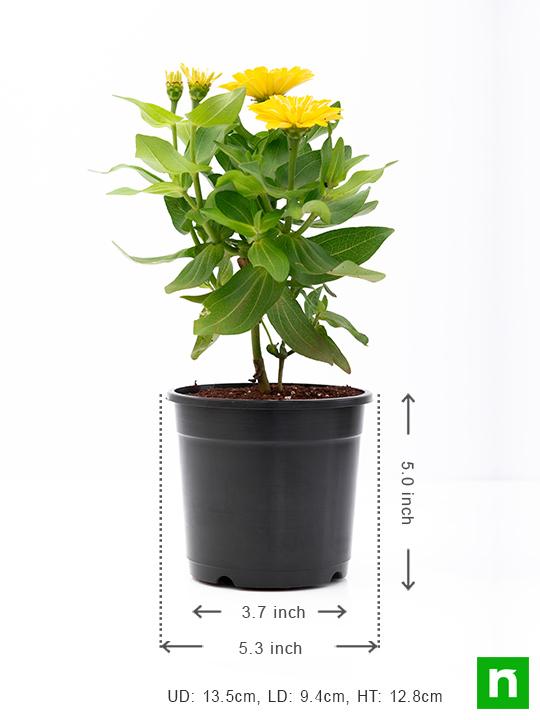 Zinnia (Yellow) - Plant - Image 3