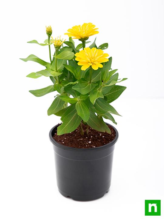 Zinnia (Yellow) - Plant - Image 4