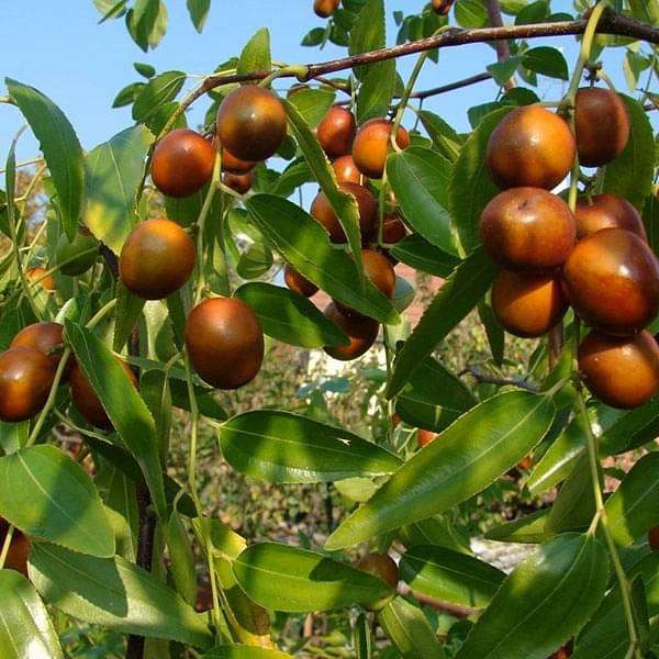 Ziziphus Mauritiana, Gol Ber - 0.5 kg Seeds