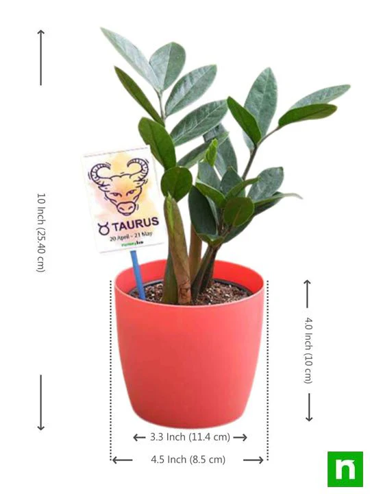 ZZ Plant for Taurus or Vrishabha Rashi - Plant - Image 2